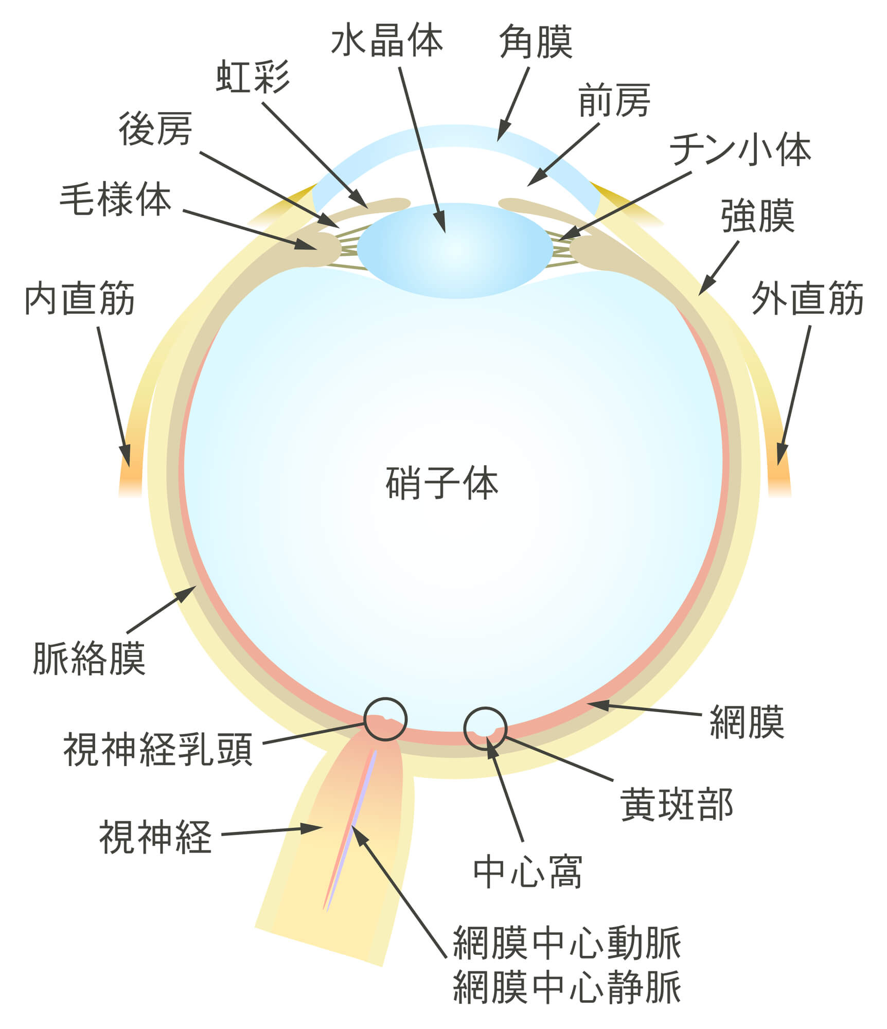 ブルーライトが目に与える影響